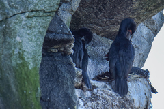 Leucocarbo magellanicus