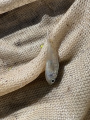 Leiostomus xanthurus