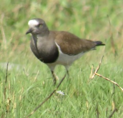 Vanellus melanopterus minor
