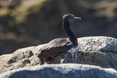 Leucocarbo magellanicus