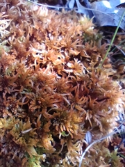 Sphagnum fuscum