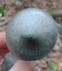 Pluteus salicinus
