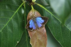 Arhopala japonica