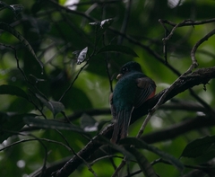 Trogon collaris