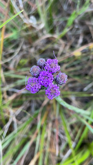 Carphephorus pseudoliatris