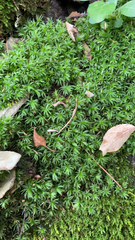 Atrichum undulatum