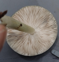 Pluteus salicinus
