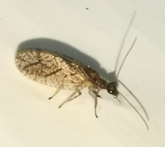 Micromus angulatus