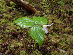 Trillium ovatum ovatum