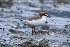 Charadrius ruficapillus