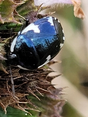 Tritomegas sexmaculatus