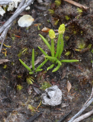 Phylloglossum drummondii