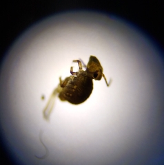 Sminthurides aquaticus