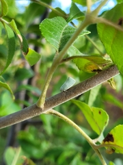Flatormenis proxima