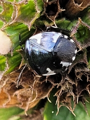 Tritomegas sexmaculatus