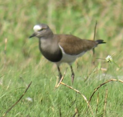 Vanellus melanopterus minor