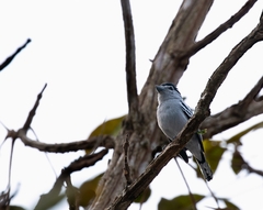 Pachyramphus marginatus