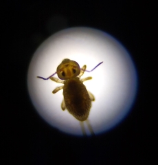 Sminthurides aquaticus