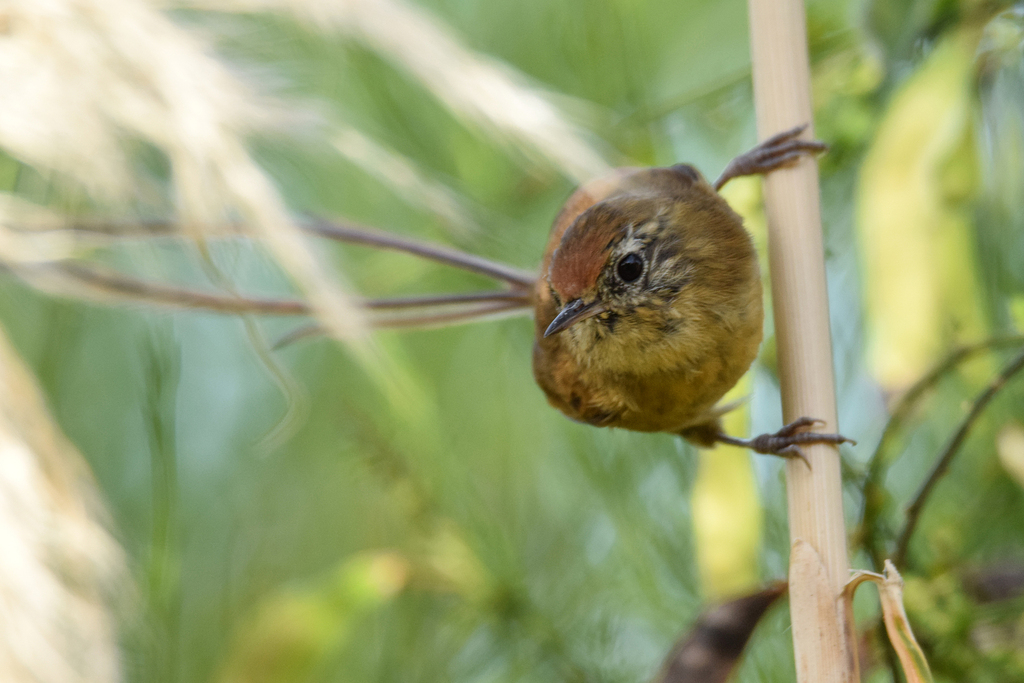 Des Murs's Wiretail and Tawny Tit-Spinetail
