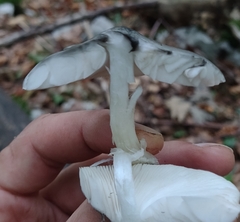 Pluteus salicinus