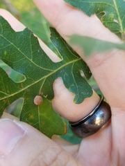 Acraspis quercushirta