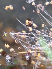 Sminthurides aquaticus