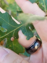 Acraspis quercushirta