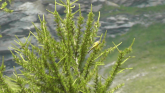 Carduelis citrinella