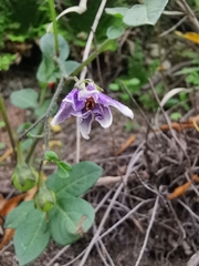 Solanum stoloniferum