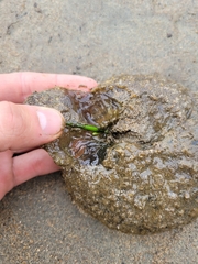 Pectinatella magnifica