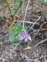 Solanum stoloniferum