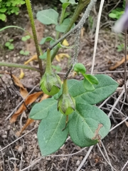 Solanum stoloniferum