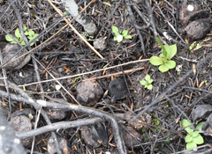 Pterostylis tasmanica