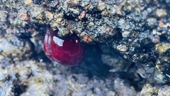 Actinia mediterranea
