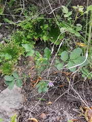 Solanum stoloniferum