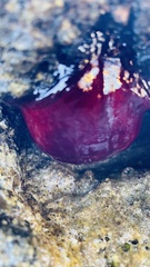 Actinia mediterranea