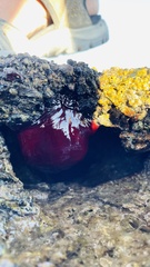 Actinia mediterranea