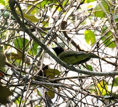 Carpornis melanocephala