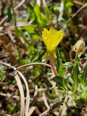Oenothera laciniata