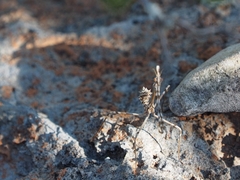 Empusa fasciata