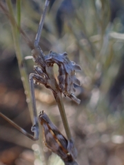 Empusa fasciata