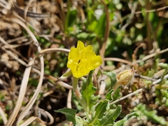 Oenothera laciniata