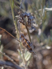 Empusa fasciata