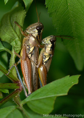 Paroxya atlantica