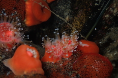 Corynactis californica