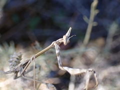 Empusa fasciata