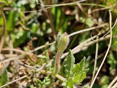 Oenothera laciniata