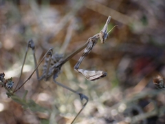 Empusa fasciata