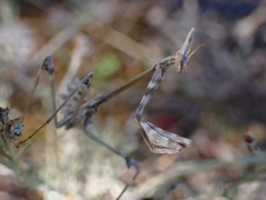 Empusa fasciata