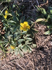 Potentilla reptans